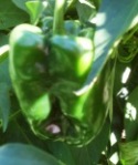One of the many poblanos that are ready to pick